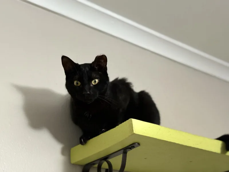 Meowy Cyrus thumbnail 2