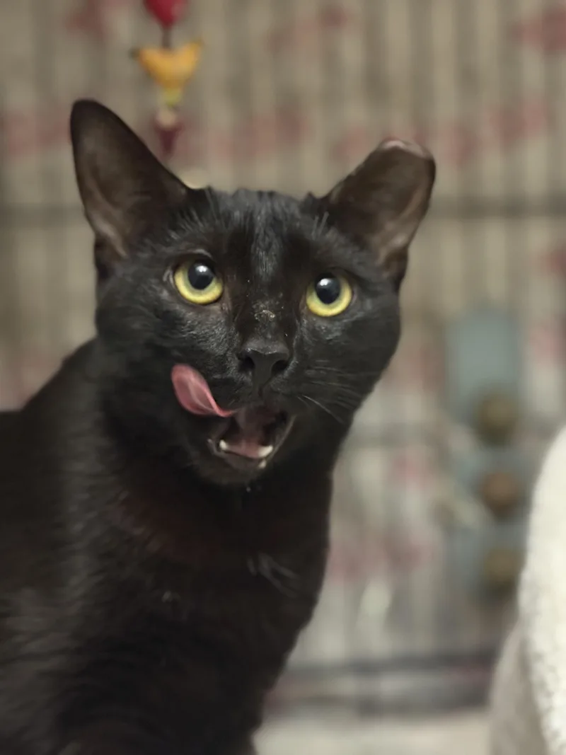 Meowy Cyrus thumbnail 5