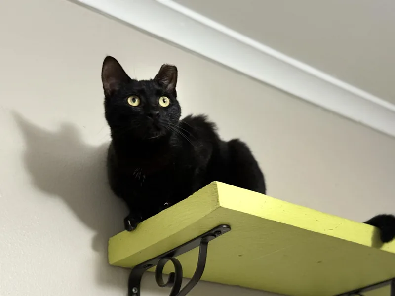 Meowy Cyrus thumbnail 6