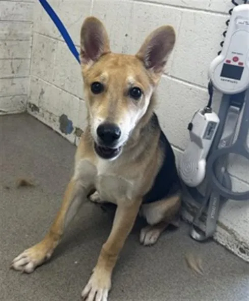 A baby medium-sized male German Shepherd Dog dog named Langston for adoption in San Bernardino, CA