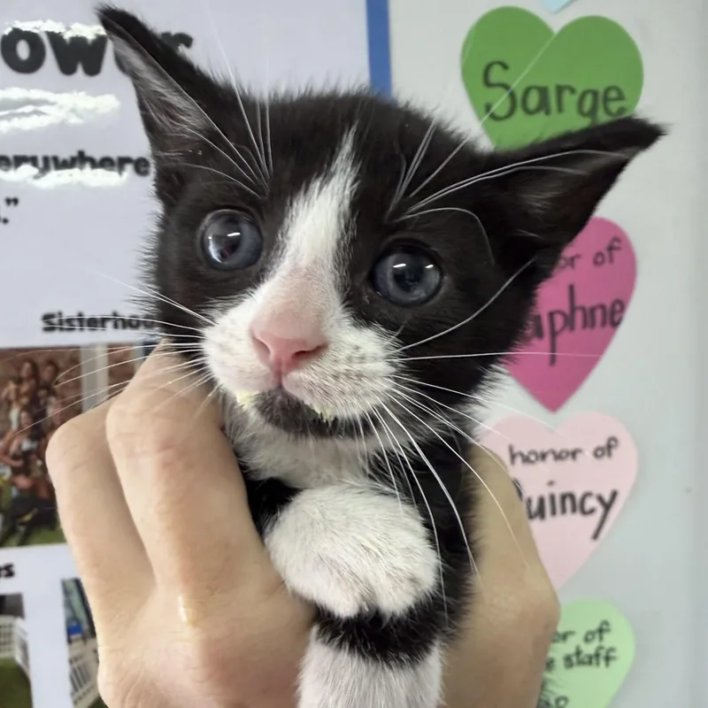 A baby medium-sized male Tuxedo cat named Ucla for adoption in Columbia, SC