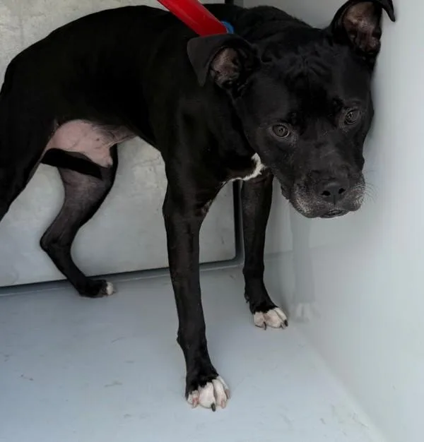An adult medium-sized male Pit Bull Terrier dog named Icd for adoption in Lawrenceville, GA
