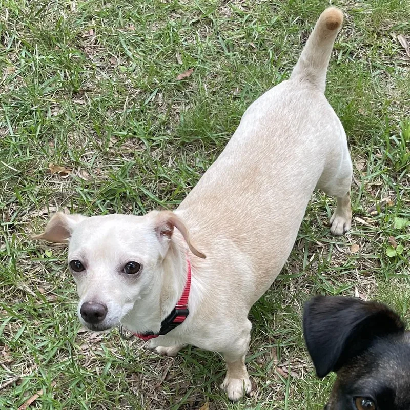 An adult small-sized female Yellow / Tan / Blond / Fawn Chihuahua dog named Mocha for adoption in Raleigh, NC