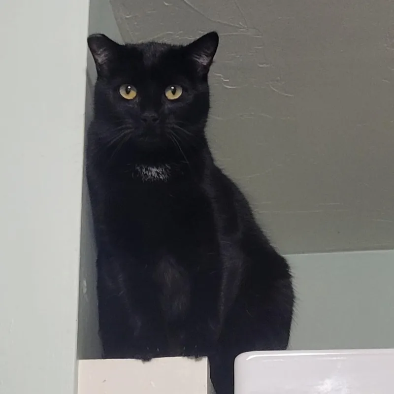 An adult large-sized female Black Domestic Short Hair cat named Echinacea for adoption in Brimfield, MA