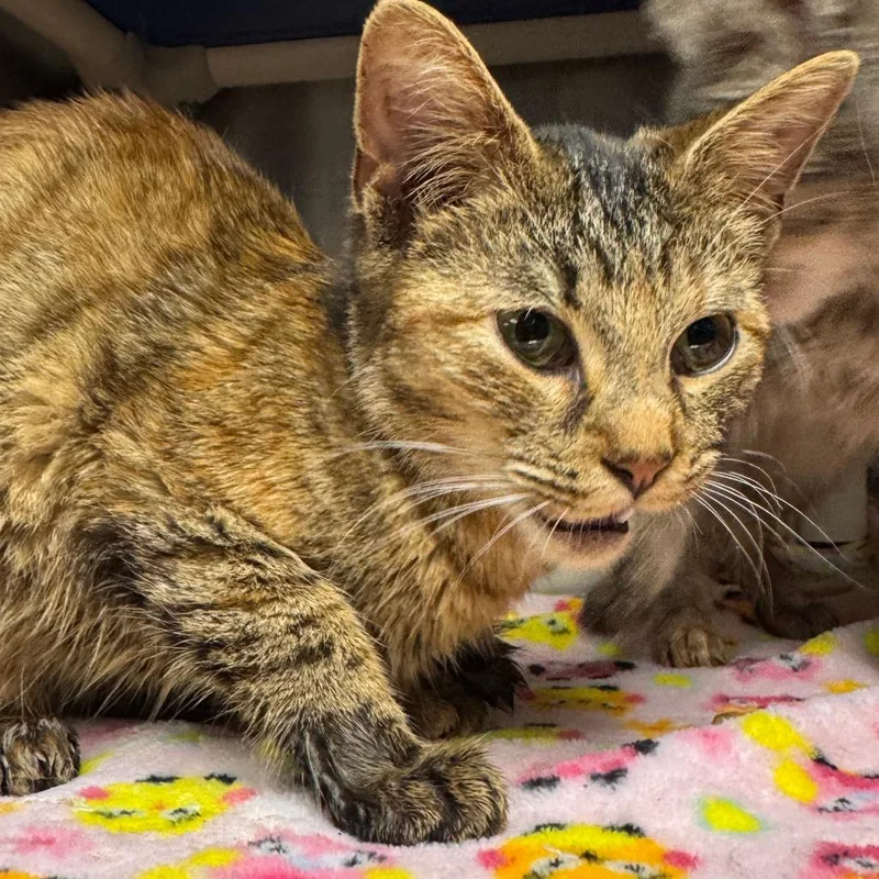 A young small-sized female Torbie Domestic Short Hair cat named Swoopes for adoption in Marion, VA