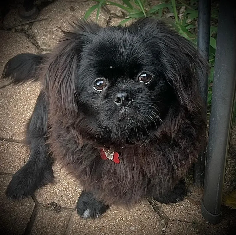 A baby small-sized male Black Pekingese dog named Lennon for adoption in Carrollton, TX