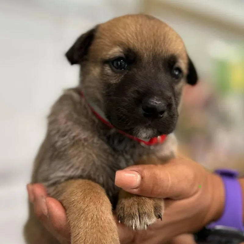 A baby small-sized female German Shepherd Dog dog named Venezia for adoption in Tampa, FL