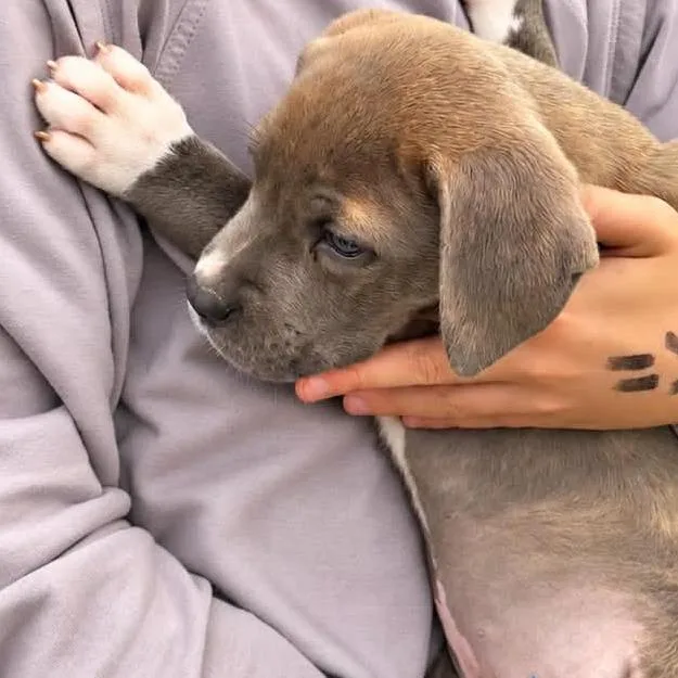 A baby small-sized female Cane Corso dog named Ember for adoption in Odessa, TX