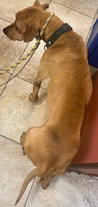 An adult large-sized male Brown / Chocolate Mixed Breed dog named Bentley for adoption in Cincinnati, OH
