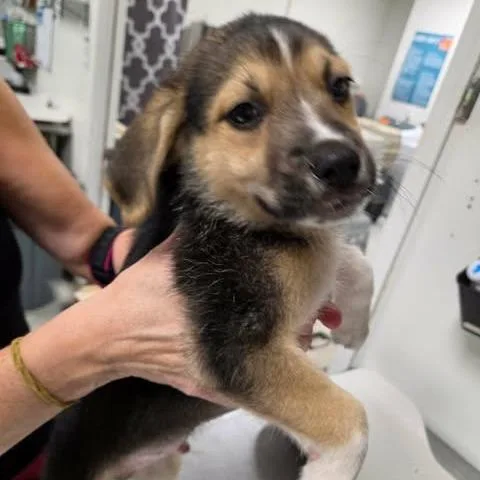 A baby small-sized male Black Hound dog named Robard for adoption in Fredericksburg, VA