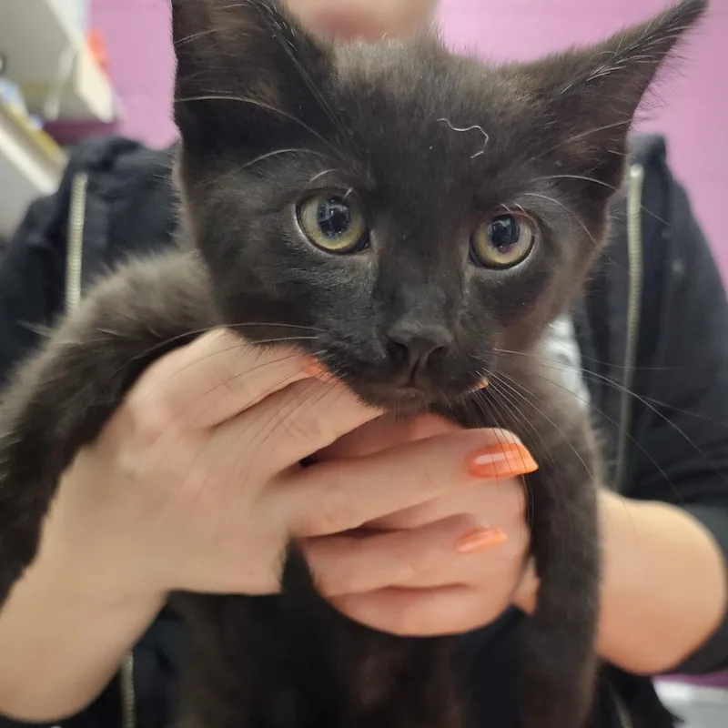 A baby small-sized male Black Domestic Short Hair cat named Austin for adoption in Pittsburgh, PA