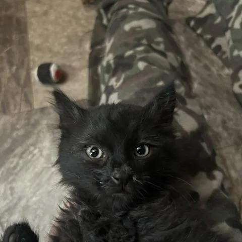 A baby small-sized male Black Domestic Medium Hair cat named Bowie for adoption in Springfield, MA
