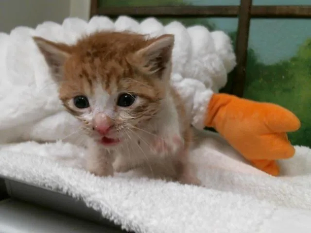 A baby small-sized male Domestic Short Hair cat named Raymond for adoption in Houston, TX