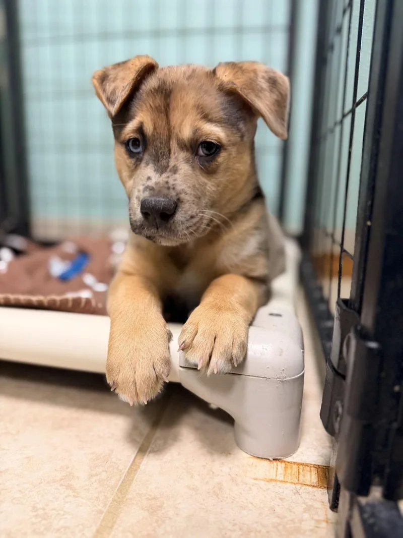 A baby medium-sized male Merle (Blue) Mixed Breed dog named Zion for adoption in Mansfield, TX