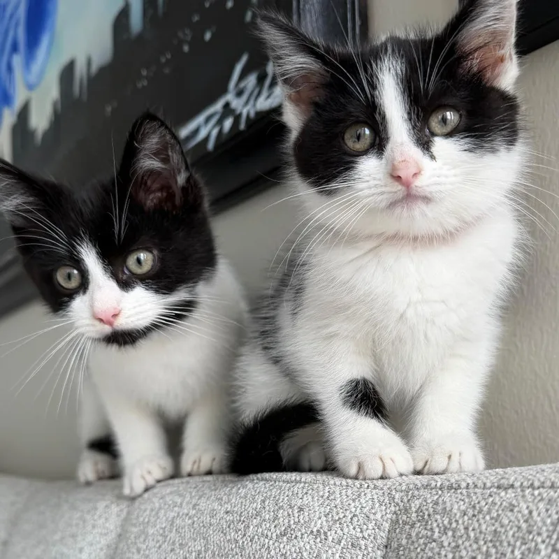 A baby small-sized male Black Domestic Short Hair cat named Wubby for adoption in Chicago, IL