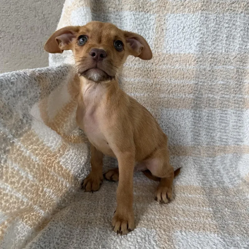 A baby small-sized male Yellow / Tan / Blond / Fawn Terrier dog named Lord of the Flies for adoption in Carencro, LA