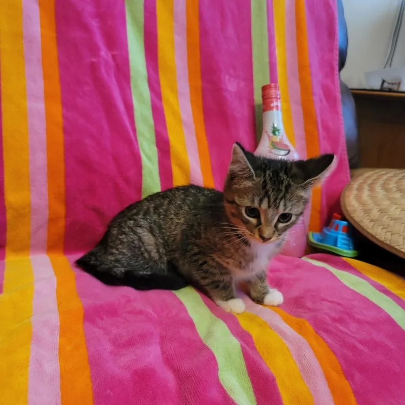 A baby small-sized female White Domestic Medium Hair cat named Tequila Sunrise for adoption in La Grange, KY