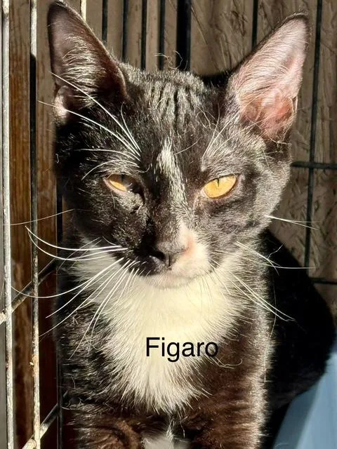 Figaro Playful