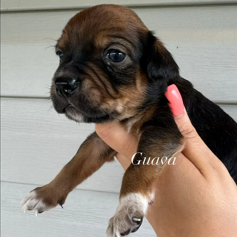 A baby small-sized male Bicolor Shih Tzu dog named Guava for adoption in Crosby, TX
