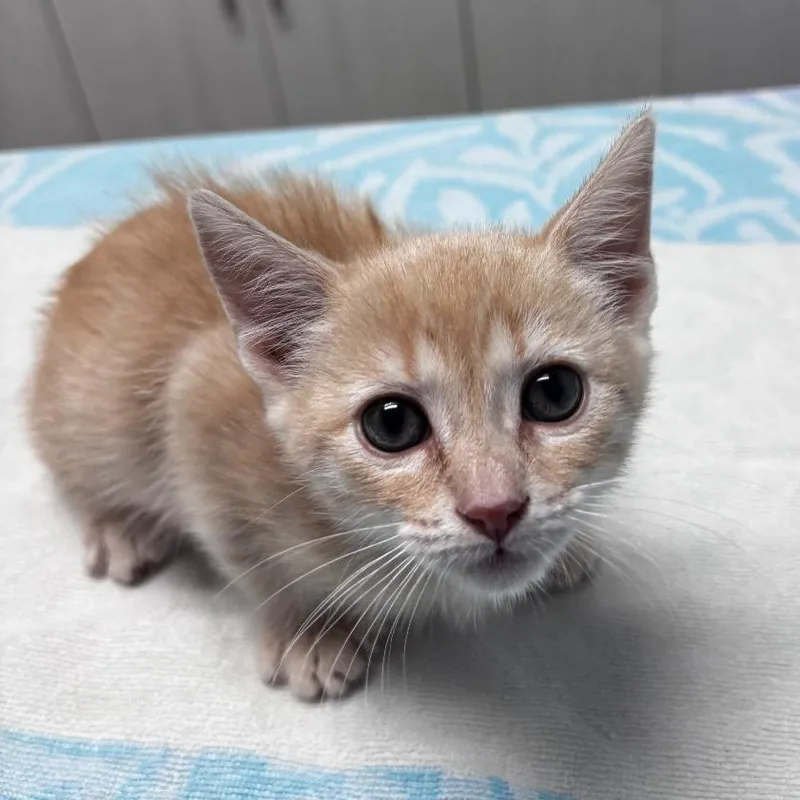 A baby small-sized male Buff / Tan / Fawn Domestic Short Hair cat named Cromwell for adoption in Riverside, CA