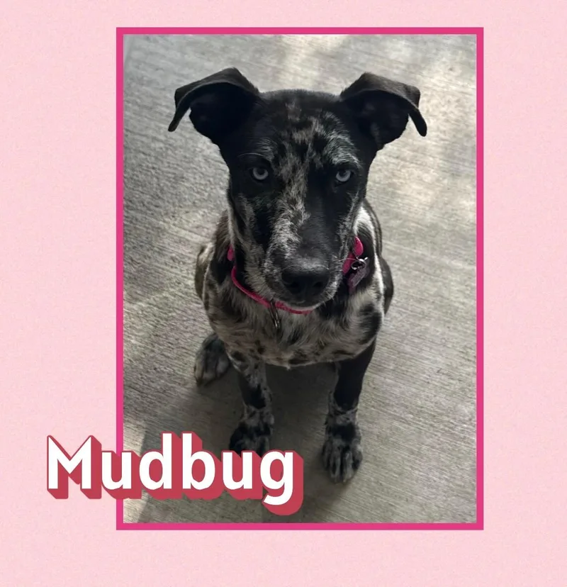 Mudbugtx