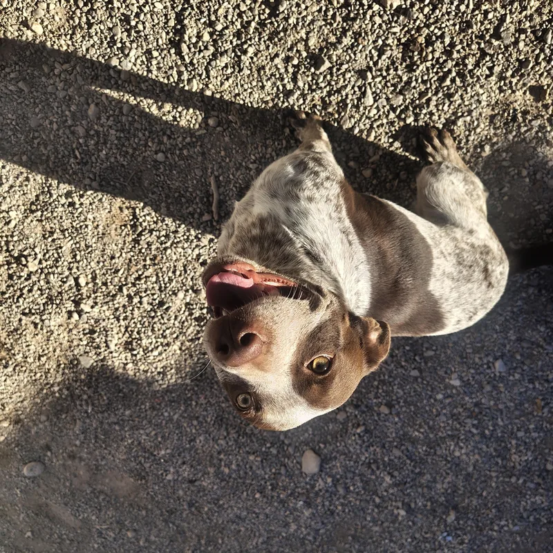 An adult medium-sized female Australian Cattle Dog / Blue Heeler dog named Ruby for adoption in Parker, AZ