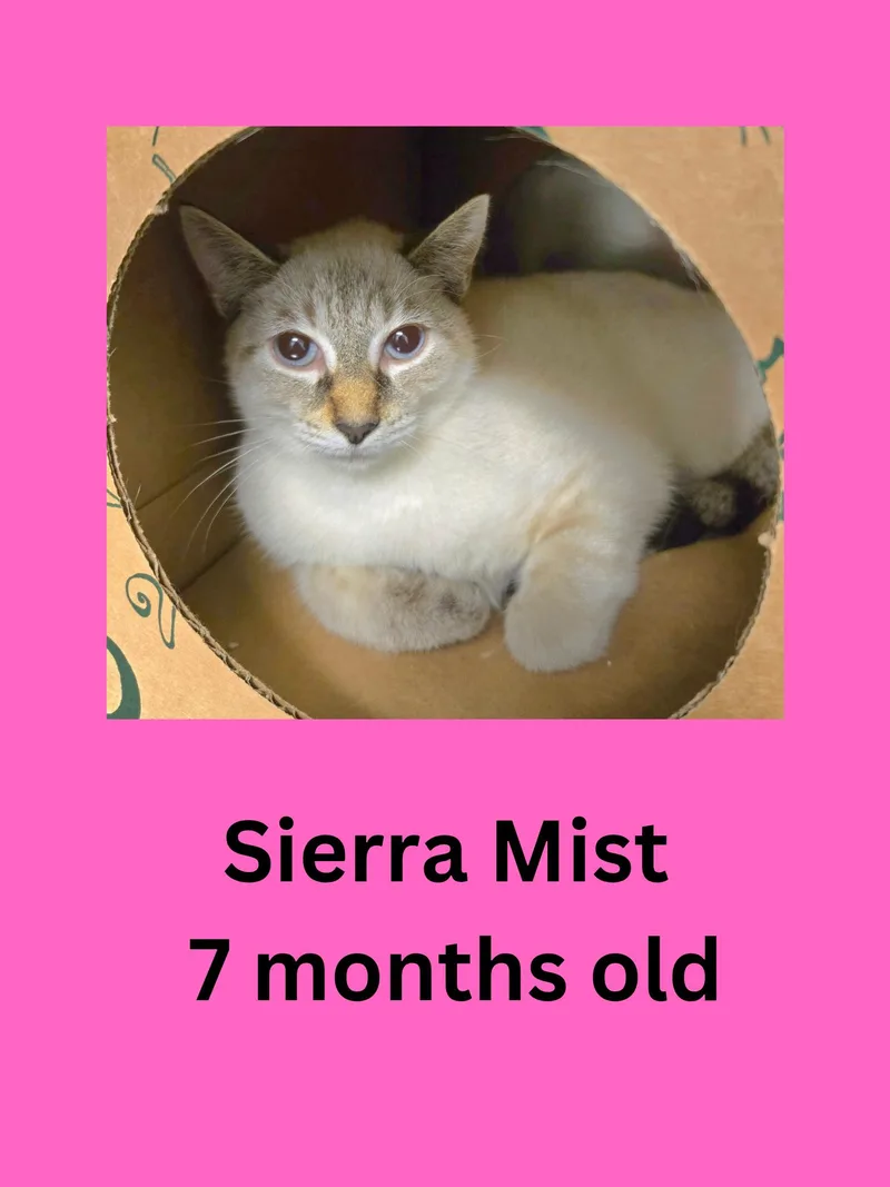 Sierra Mist