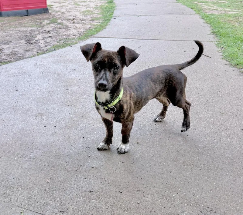 An adult small-sized female Dachshund dog named Persimmon for adoption in Richmond, TX