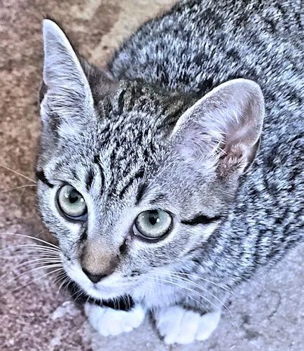 A baby medium-sized female Tabby (Gray / Blue / Silver) Tabby cat named Norma for adoption in Rutherfordton, NC