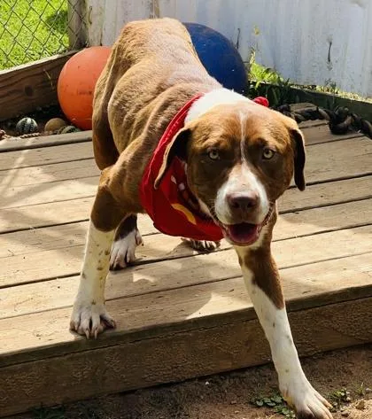 An adult large-sized male Pit Bull Terrier dog named Red $ for adoption in Seneca, SC