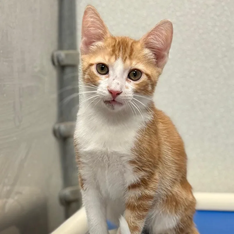 A baby medium-sized male Domestic Short Hair cat named Ray for adoption in New York, NY