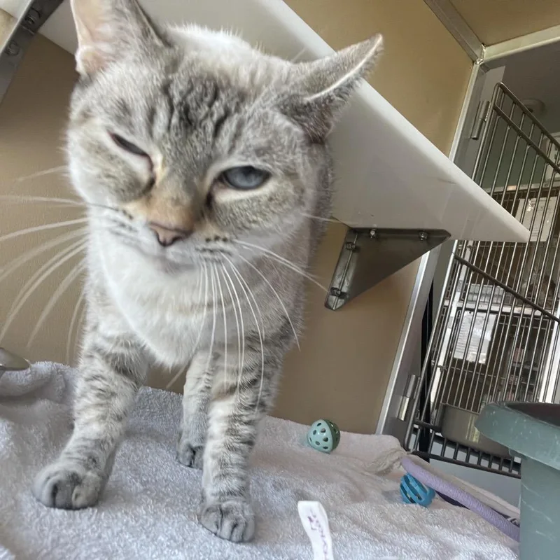 A senior large-sized female Domestic Short Hair cat named Marcy for adoption in Leander, TX