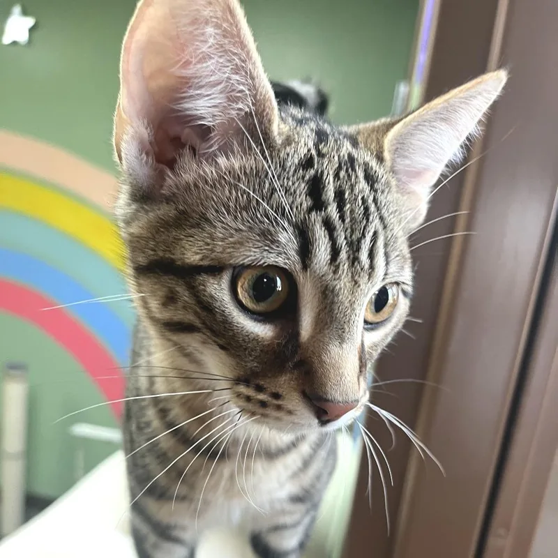 A baby medium-sized male Brown / Chocolate Domestic Short Hair cat named Twinkle for adoption in Idaho Falls, ID