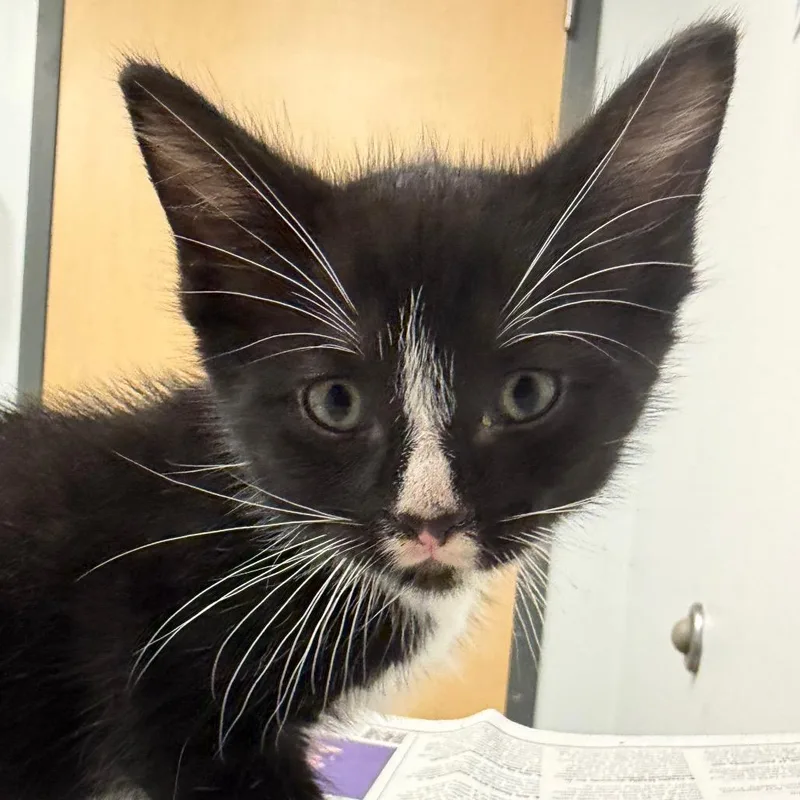 A baby small-sized male White Domestic Short Hair cat named August for adoption in Jacksonville, FL