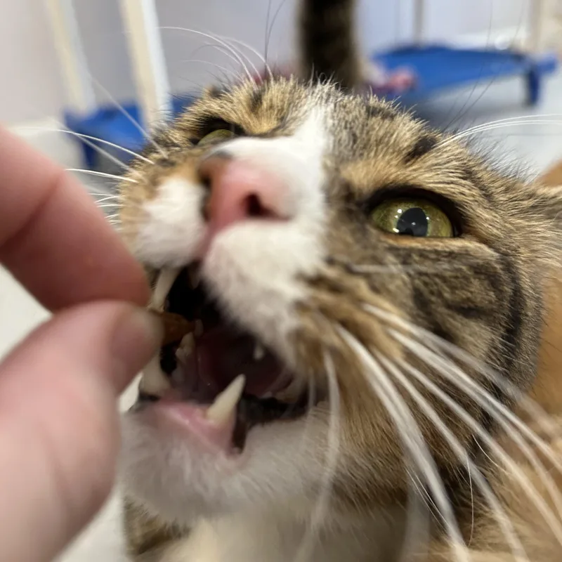 An adult medium-sized male Tabby (Brown / Chocolate) Domestic Short Hair cat named Parker for adoption in Lansing, MI