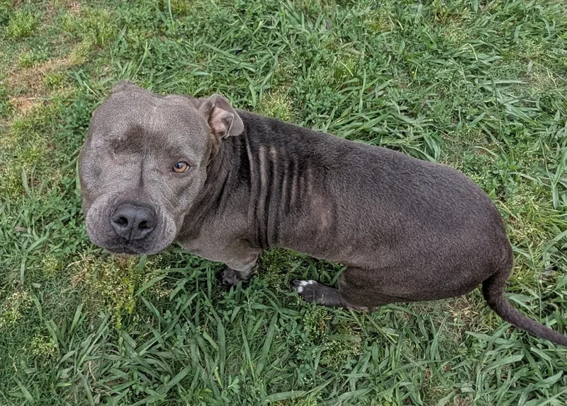 An adult medium-sized female Pit Bull Terrier dog named Laila A for adoption in Plano, TX