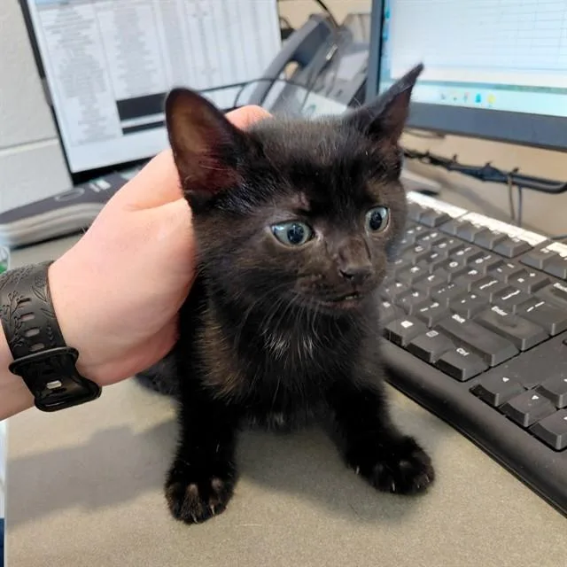A baby small-sized female Domestic Short Hair cat named A for adoption in Huntsville, AL
