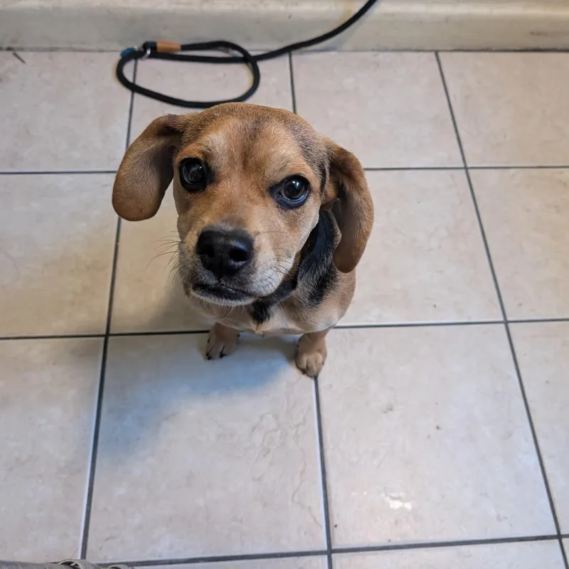 A young small-sized female Black Beagle dog named Masha for adoption in Pasadena, CA