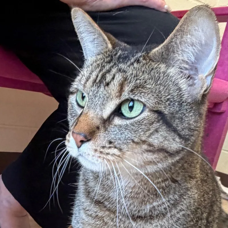 An adult extra large-sized male Brown / Chocolate Domestic Short Hair cat named Bugs for adoption in Waukesha, WI