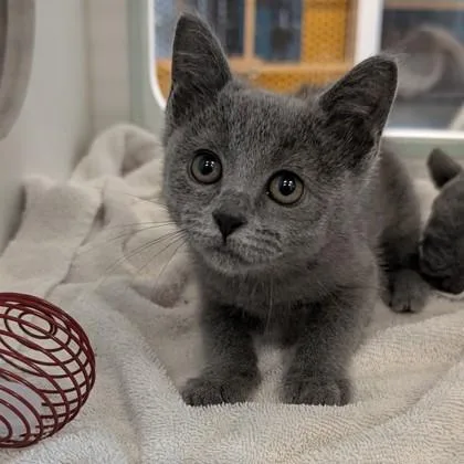 A baby small-sized female Domestic Short Hair cat named Cinder for adoption in Voorhees, NJ