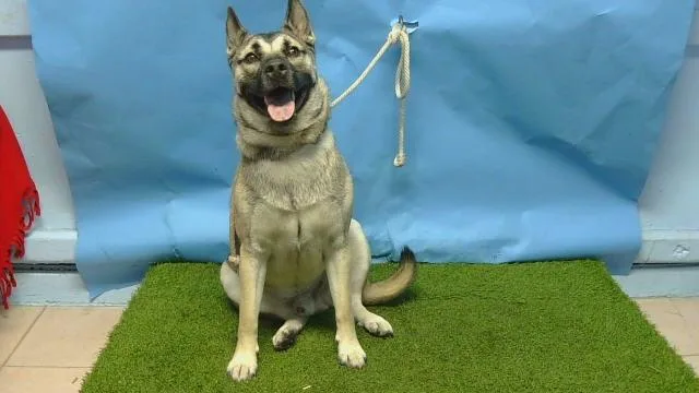 An adult large-sized male German Shepherd Dog dog named Axel for adoption in Gardena, CA