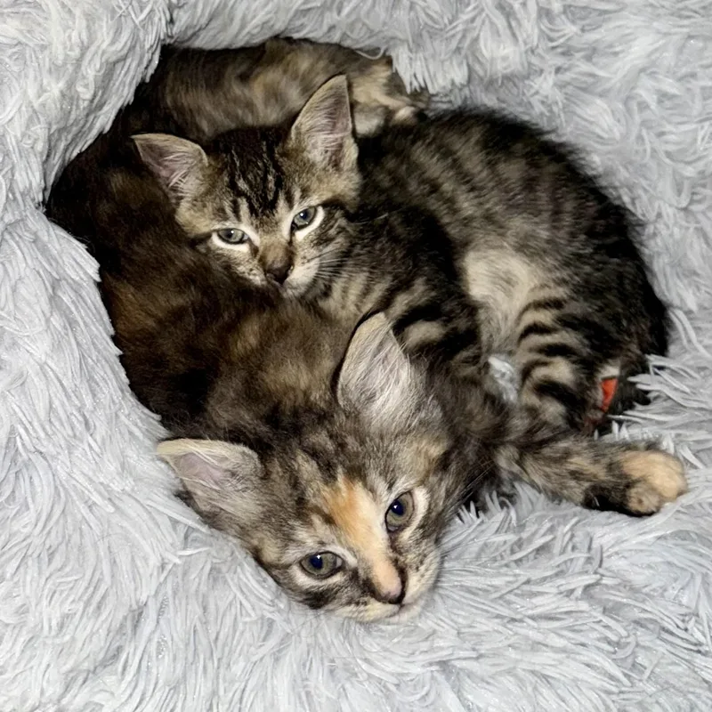 A baby medium-sized female Dilute Tortoiseshell Domestic Medium Hair cat named Twyla & Mutt for adoption in West Mifflin, PA