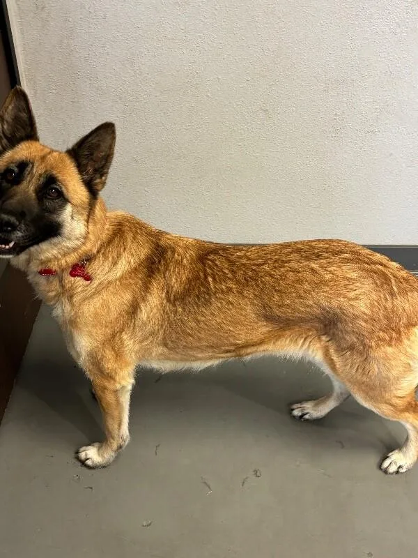 Princess thumbnail 3