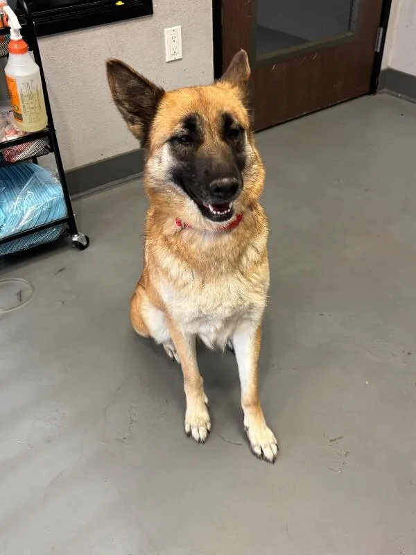 Princess thumbnail 4