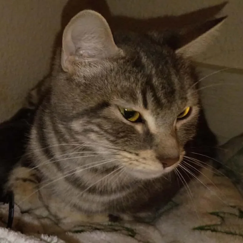 A young medium-sized female Gray / Blue / Silver Domestic Short Hair cat named Penya for adoption in Fresno, CA
