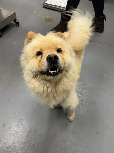 A young medium-sized female Chow Chow dog named Blippy for adoption in Peoria, IL
