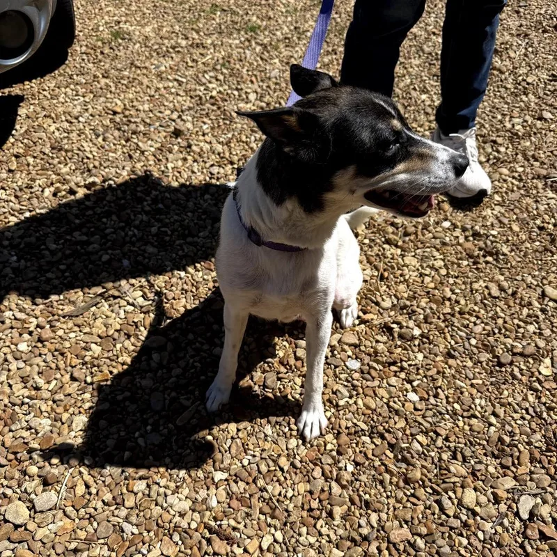 Pastrami thumbnail 2