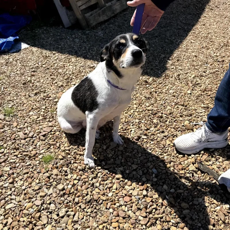 Pastrami thumbnail 3