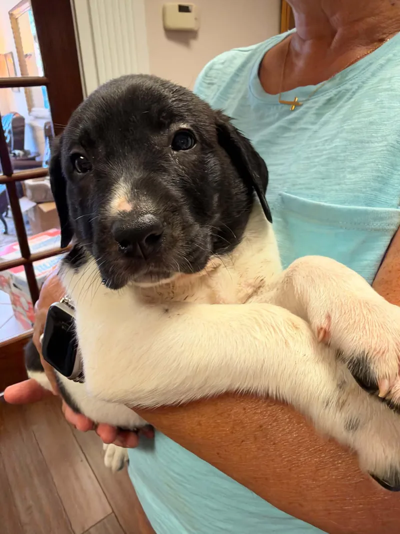 A baby large-sized male Anatolian Shepherd dog named Carver Halloween Litter for adoption in Holly Springs, NC
