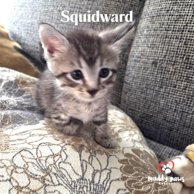 A baby small-sized male Domestic Short Hair cat named Spongebob Litter: Squidward for adoption in Council Bluffs, IA